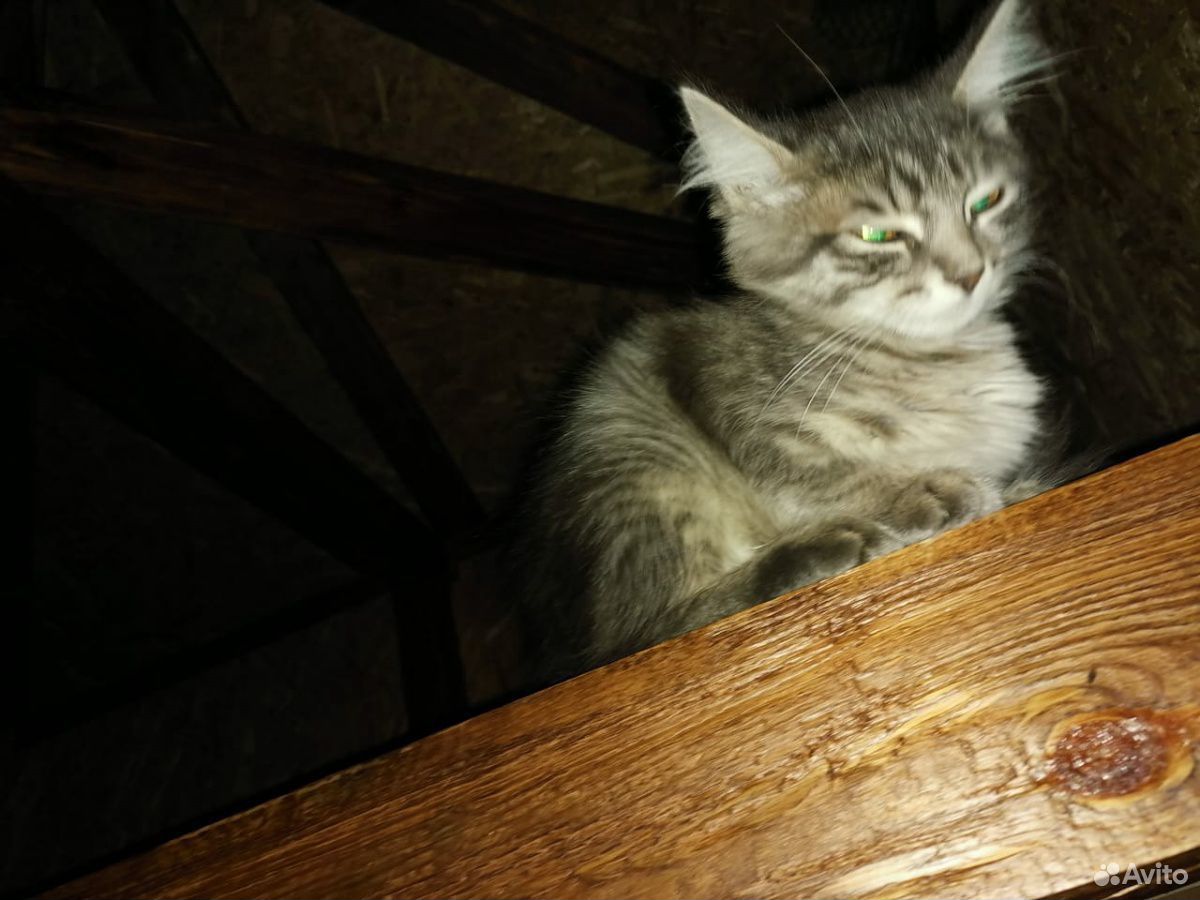 Самый ласкучий котик в мире купить на Зозу.ру - фотография № 6