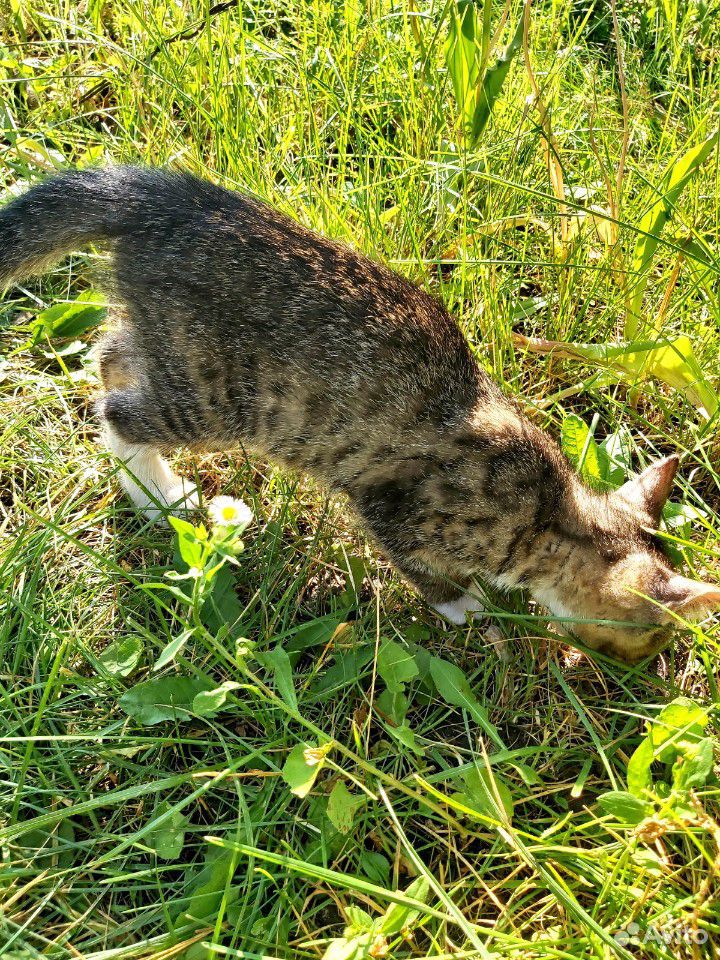 Котенок леопардовый Лайон купить на Зозу.ру - фотография № 3