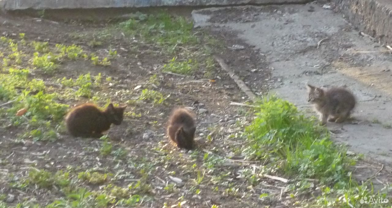 Рыжий кот и чёрный котёнок купить на Зозу.ру - фотография № 5