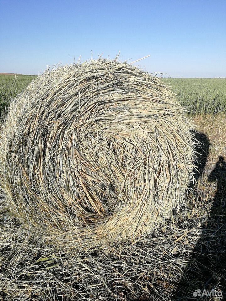Сено мелкий камыш в рулонах 250 кг. Урожай 2020 г купить на Зозу.ру - фотография № 1