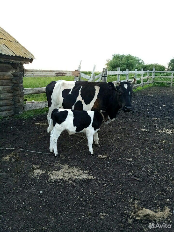 Коровы и козы купить на Зозу.ру - фотография № 7