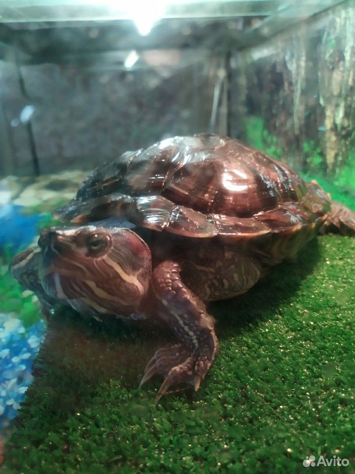 Черепаха красноухая (бесплатно) купить на Зозу.ру - фотография № 1