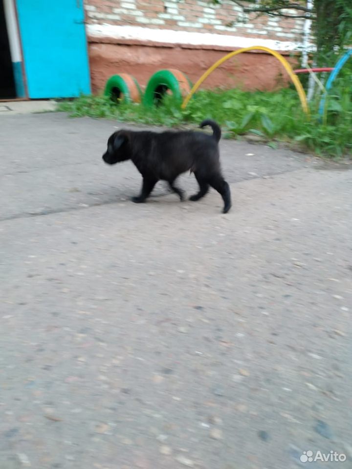 Отдам щенка купить на Зозу.ру - фотография № 4