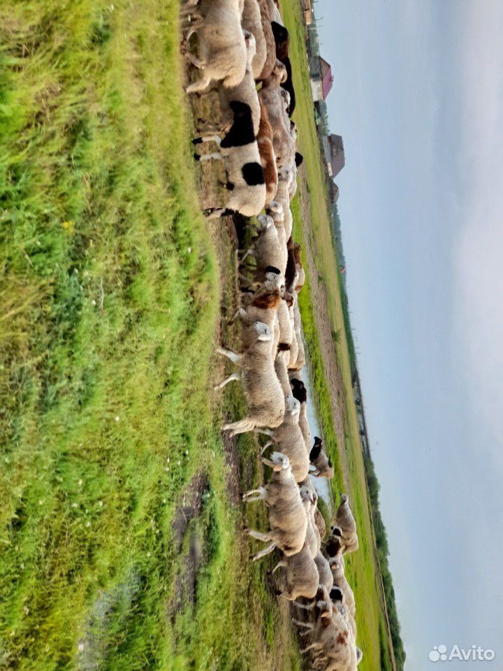 Продам овец курдючные купить на Зозу.ру - фотография № 2