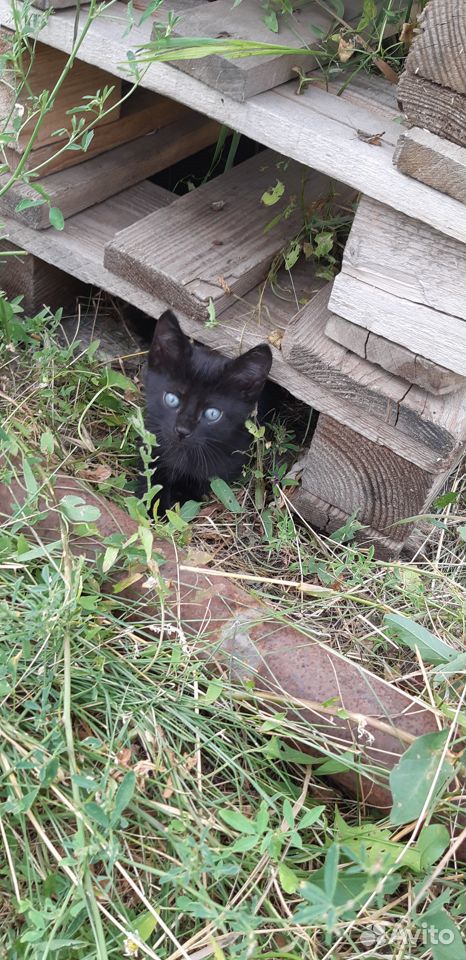Черный котик купить на Зозу.ру - фотография № 4