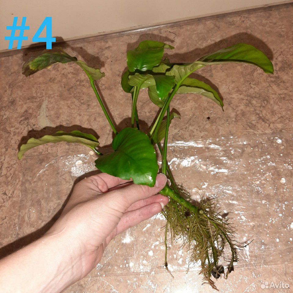Анубиас Бартера, аквариумное растение купить на Зозу.ру - фотография № 8