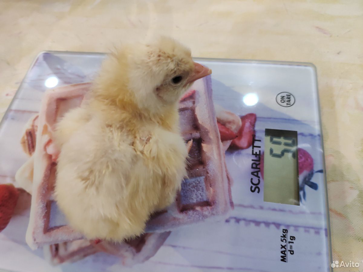 Суточные цыплята испанских бройлеров. Продаю купить на Зозу.ру - фотография № 1