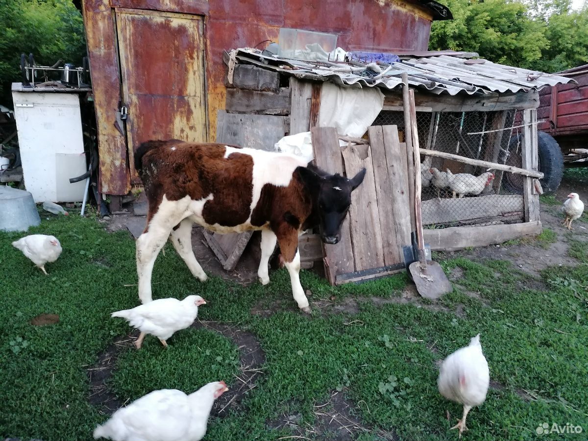 Корова, тёлка, телёнок купить на Зозу.ру - фотография № 3