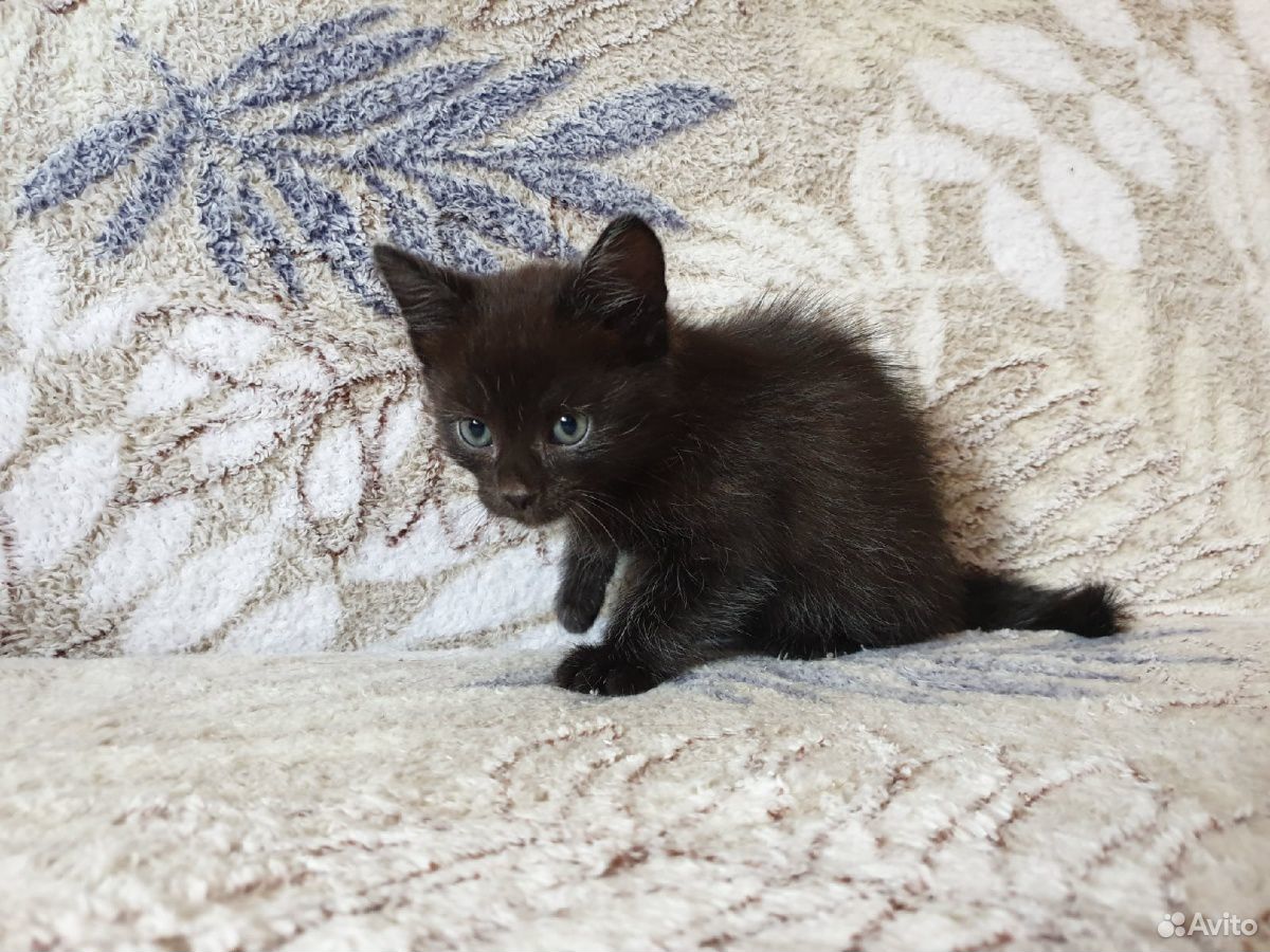 Умный черный котенок на удачу купить на Зозу.ру - фотография № 2