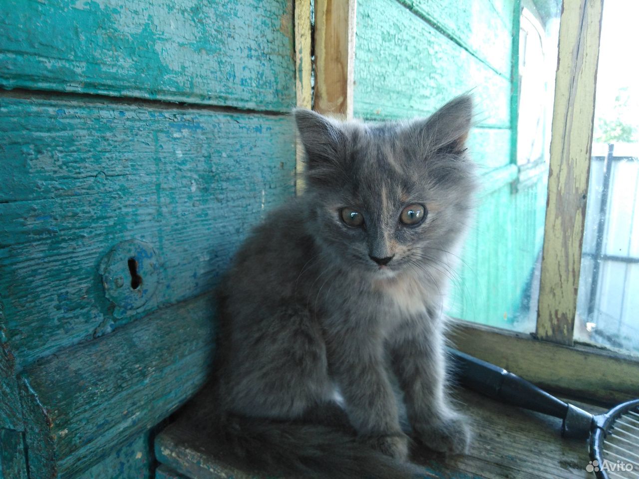 Отдам котят в хорошие руки купить на Зозу.ру - фотография № 2