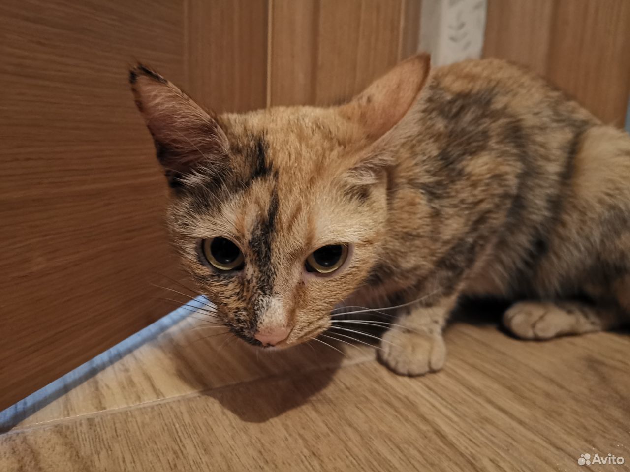 Найдена кошка в Долгопрудном купить на Зозу.ру - фотография № 3