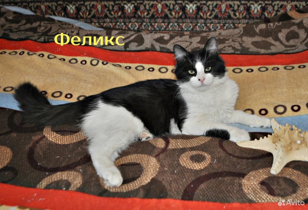 Котик ищет дом купить на Зозу.ру - фотография № 1