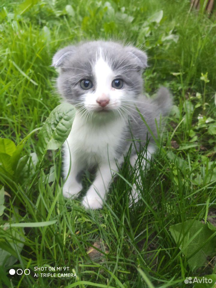 Вислоухий котенок купить на Зозу.ру - фотография № 2