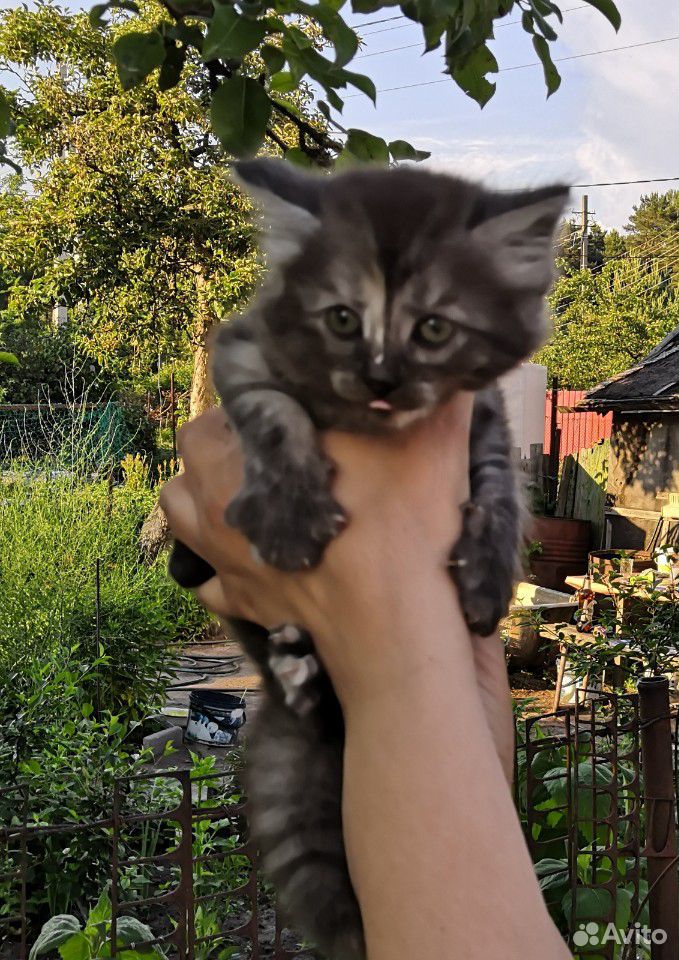 Котятки купить на Зозу.ру - фотография № 1