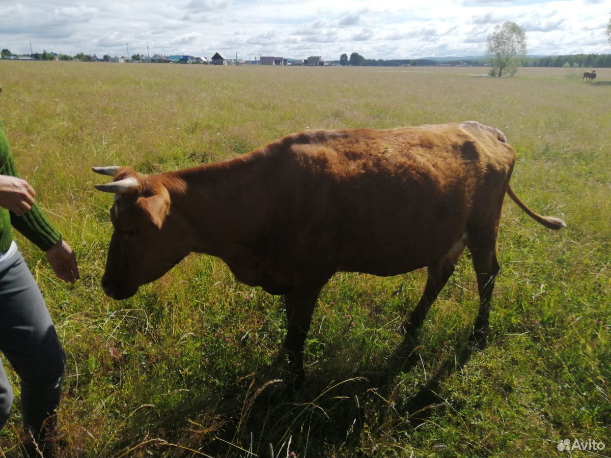Корова, тёлка 2.5 года, бычок 1.5 годовалый, 2 тел купить на Зозу.ру - фотография № 3