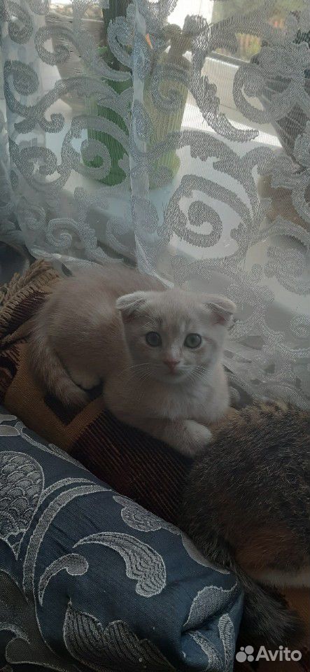 Вислоухие котята купить на Зозу.ру - фотография № 7