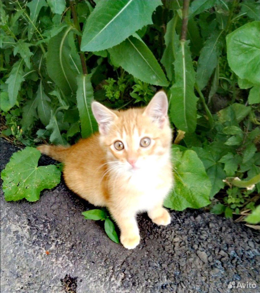 Котенок рыжий купить на Зозу.ру - фотография № 2