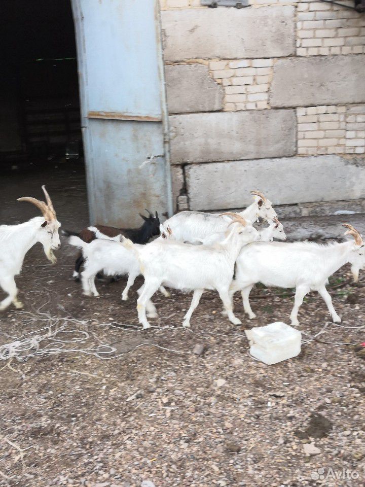 Баран овцы козы купить на Зозу.ру - фотография № 9