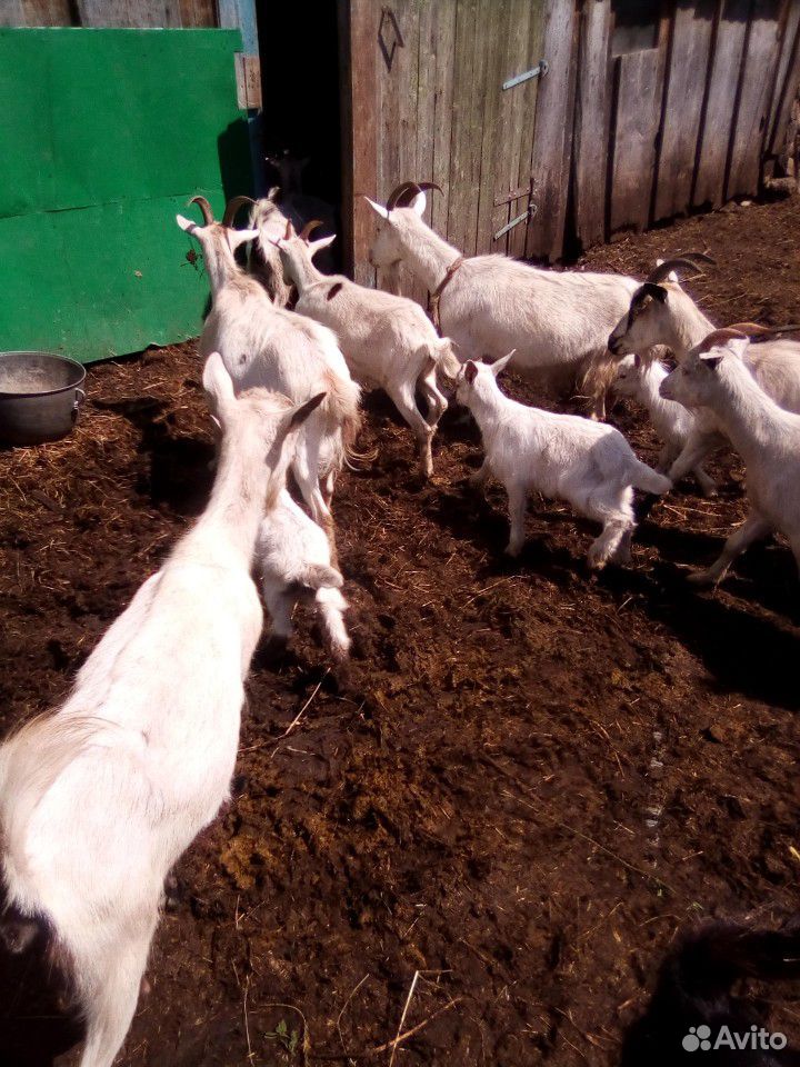 Козочки молодые,козлята,коза, козел купить на Зозу.ру - фотография № 4