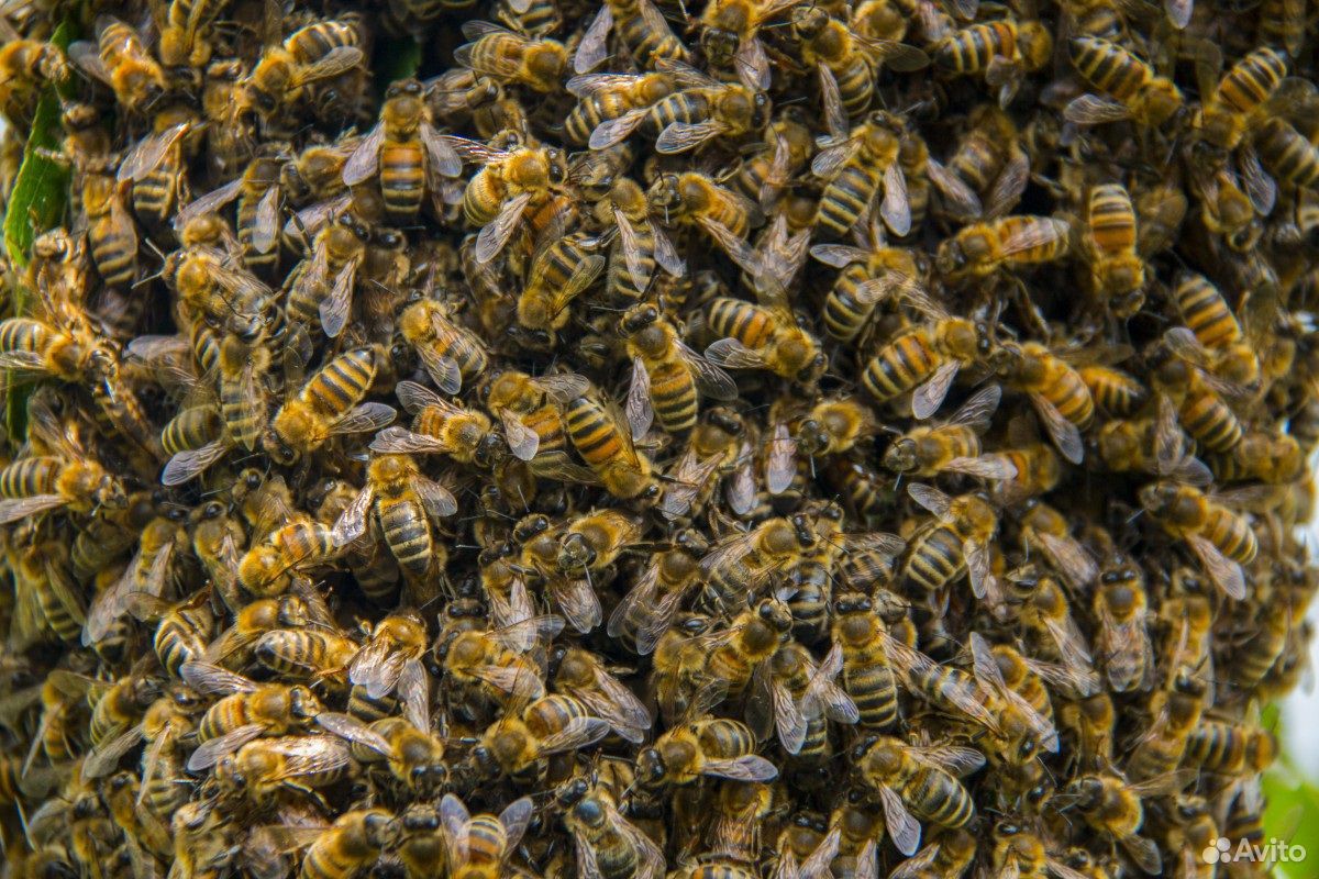 Пчелинные рои купить на Зозу.ру - фотография № 1