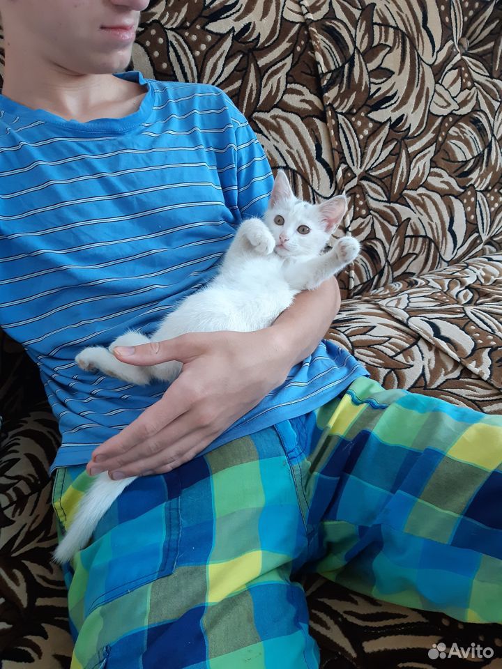 Котенок, 3 месяца, белый с золотистыми глазами купить на Зозу.ру - фотография № 2