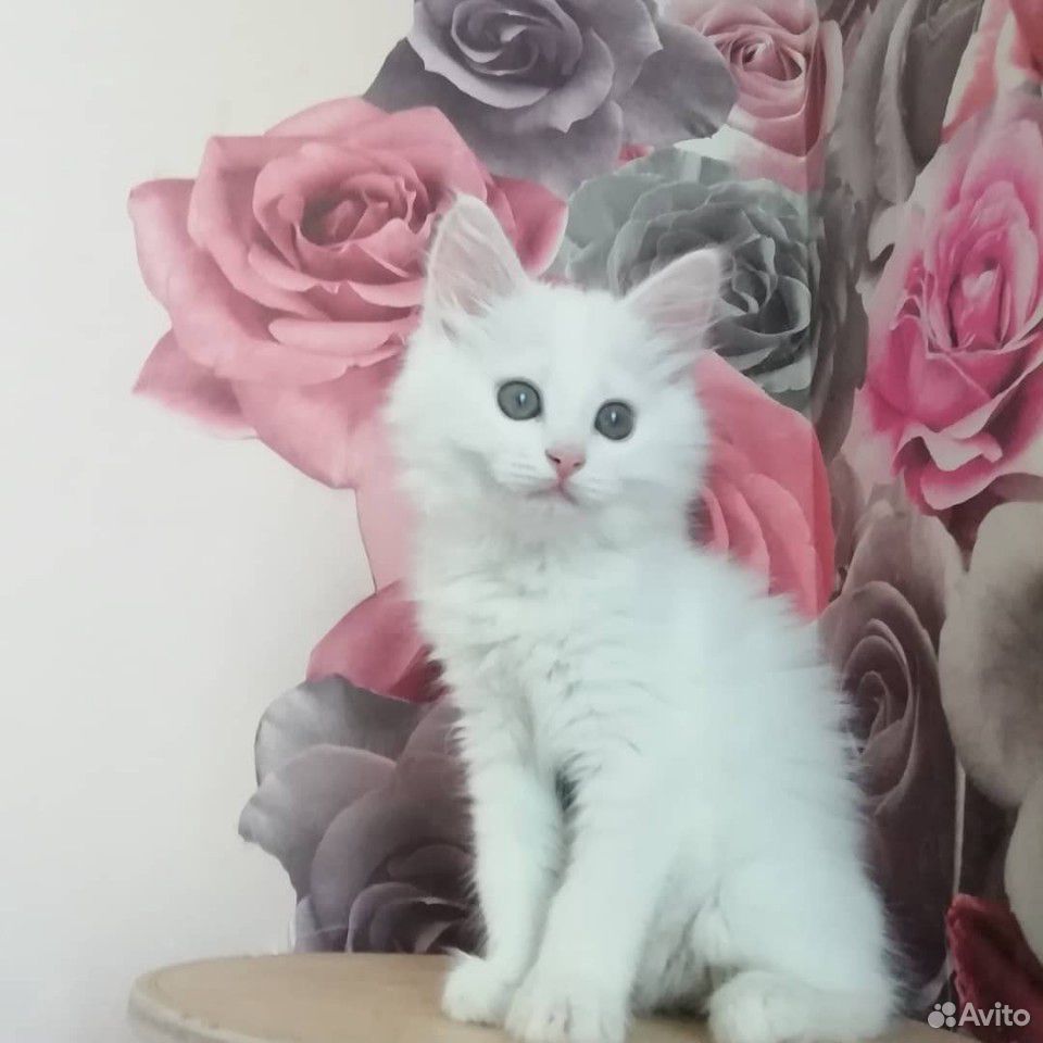 Котенок купить на Зозу.ру - фотография № 1