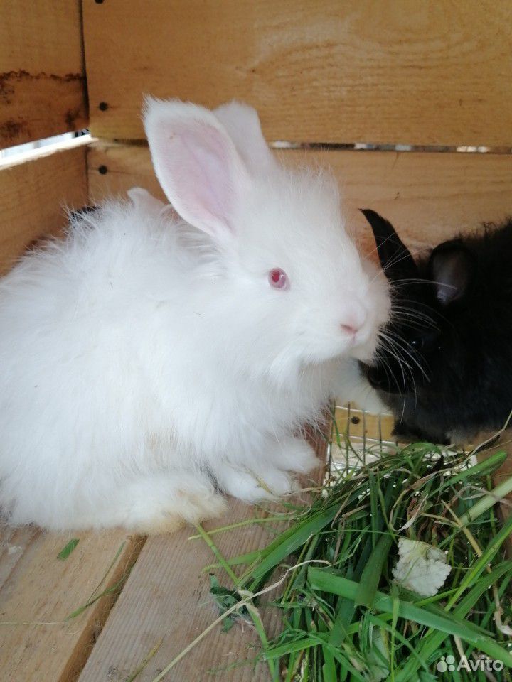 Кролики немецкая ангора и французский баран купить на Зозу.ру - фотография № 3