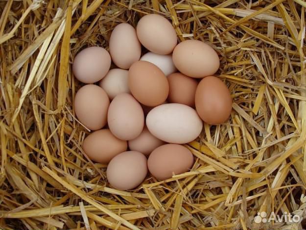 Яйца домашних кур купить на Зозу.ру - фотография № 2