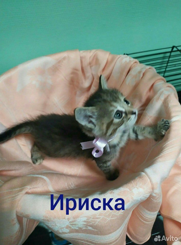 Прекрасные котята в добрые руки купить на Зозу.ру - фотография № 1