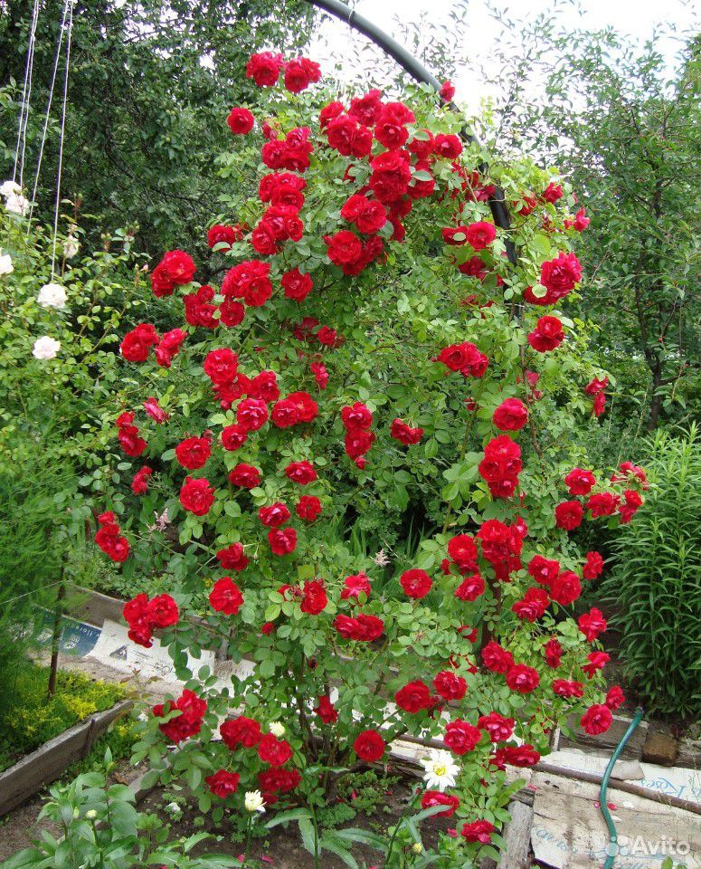 Плетистая роза (Красная набивная) купить на Зозу.ру - фотография № 1