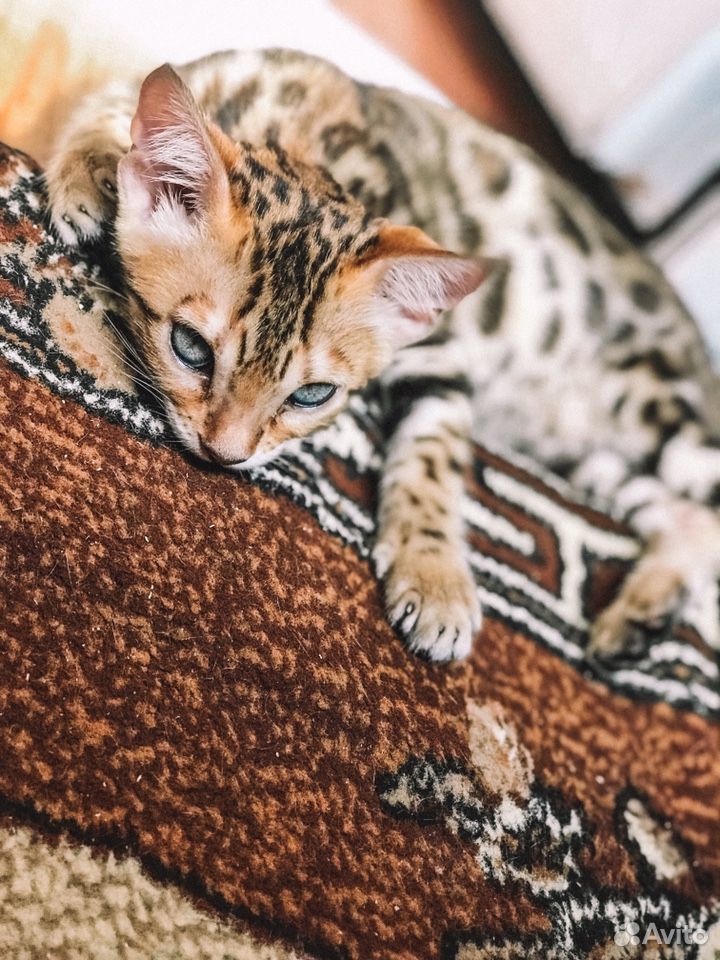 Бенгальские котята купить на Зозу.ру - фотография № 4