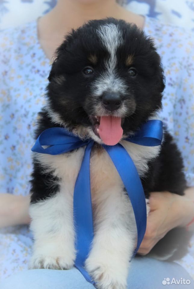 Барон, щенок 1 месяц, в добрые руки купить на Зозу.ру - фотография № 3
