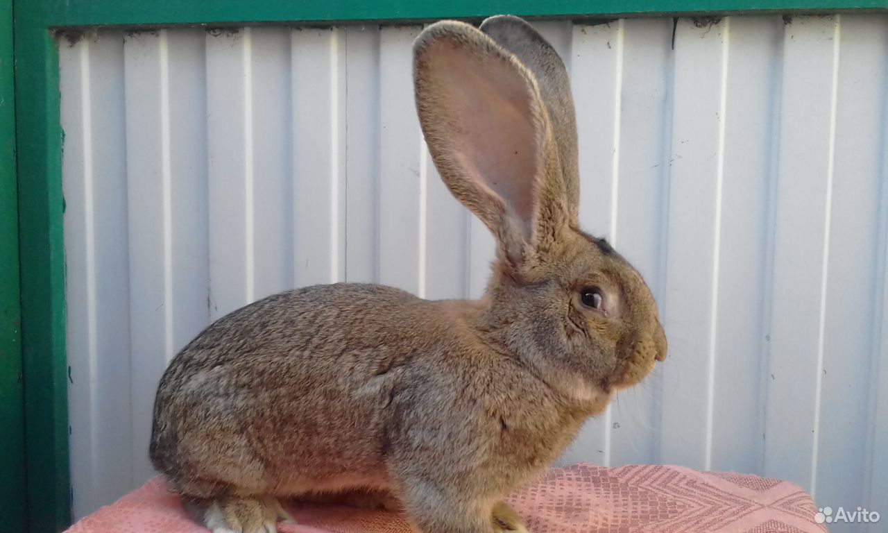 Кролики породы Фландр и Калифорния купить на Зозу.ру - фотография № 8