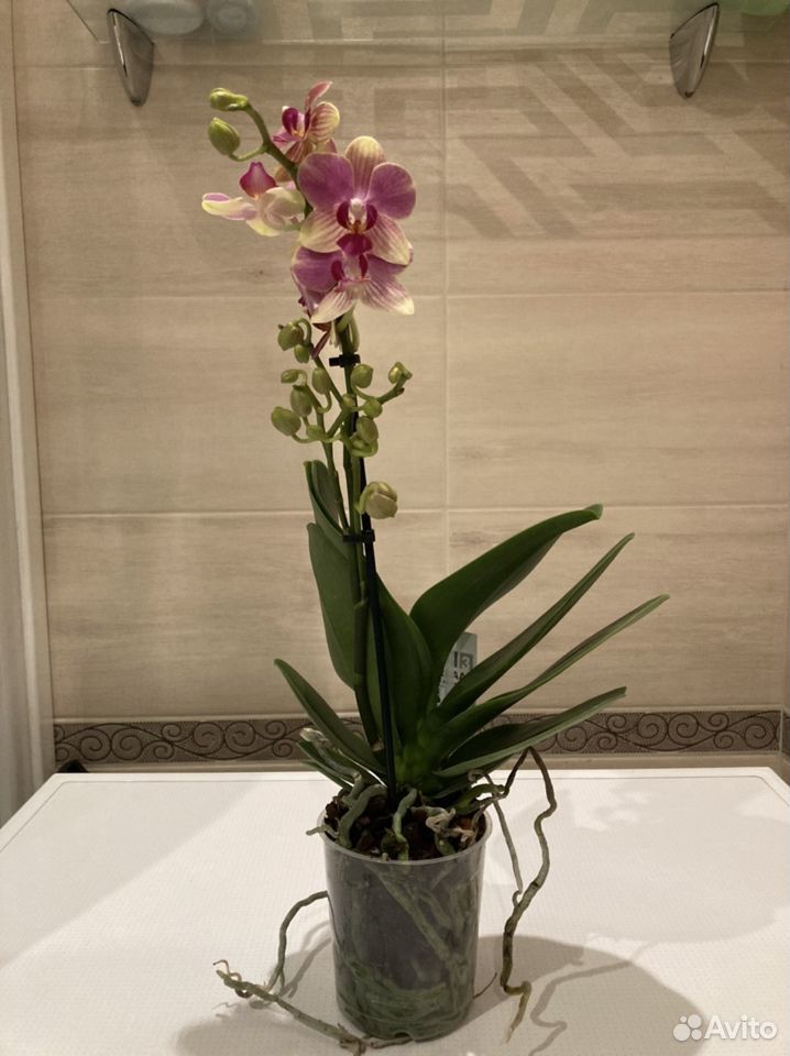 Орхидея (цветёт) фаленопсис Саммер Сонг купить на Зозу.ру - фотография № 2