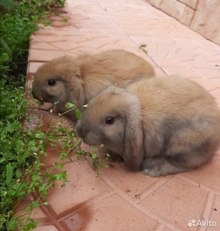 Кролики карликовые, порода вислоухий баран купить на Зозу.ру - фотография № 1
