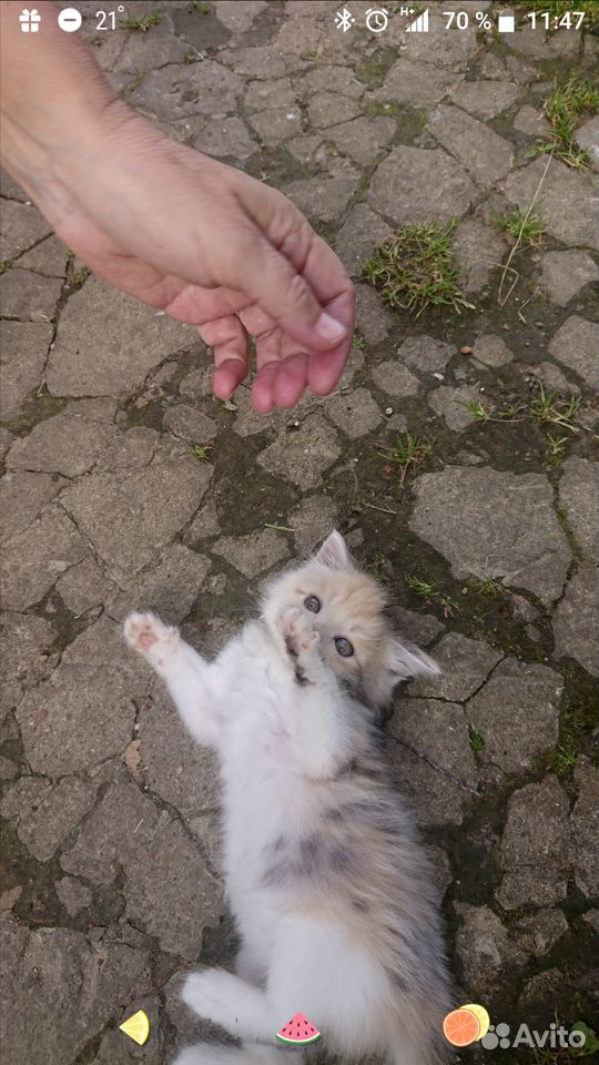 Отдам котят в добрые руки купить на Зозу.ру - фотография № 3