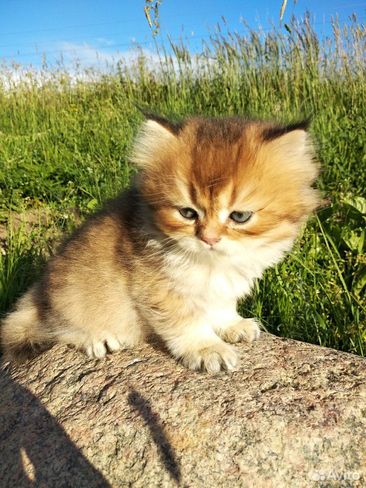 Британский золотой котик купить на Зозу.ру - фотография № 2
