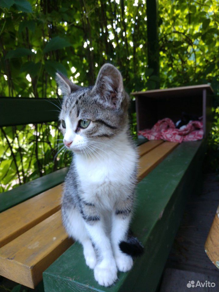 Котик, 2,5 месяца купить на Зозу.ру - фотография № 2