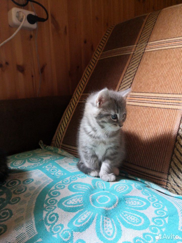 Котята Сибирские купить на Зозу.ру - фотография № 5