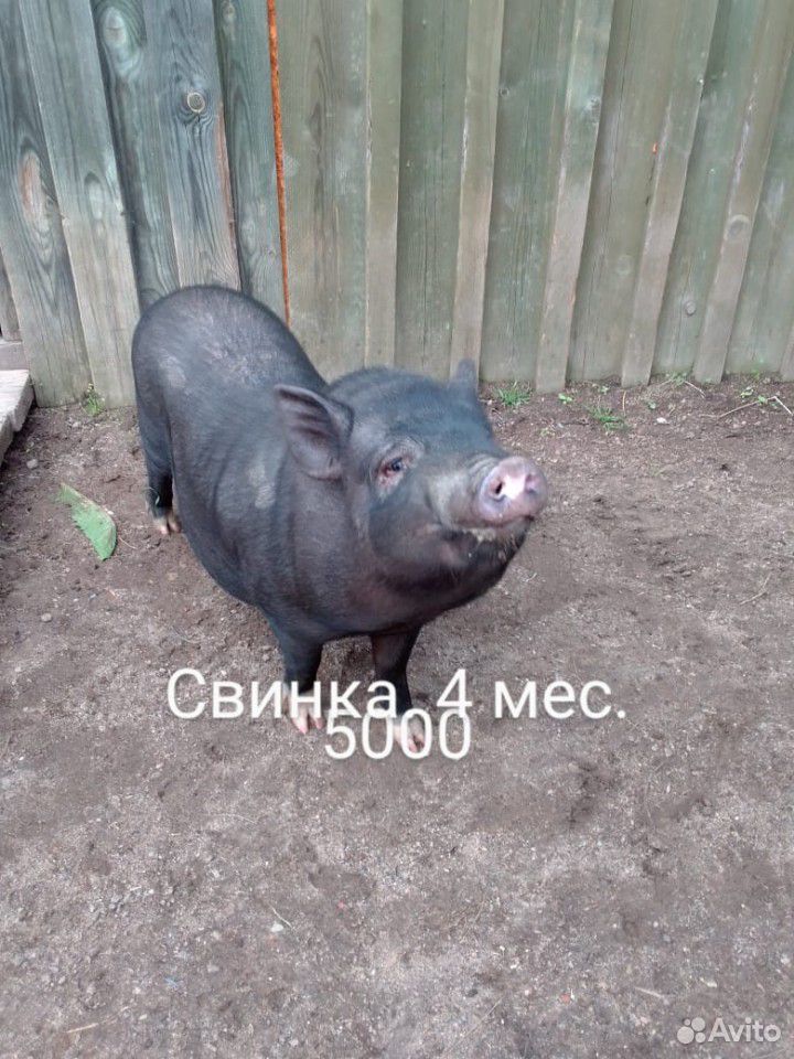 Вислобрюхие свиньи купить на Зозу.ру - фотография № 2