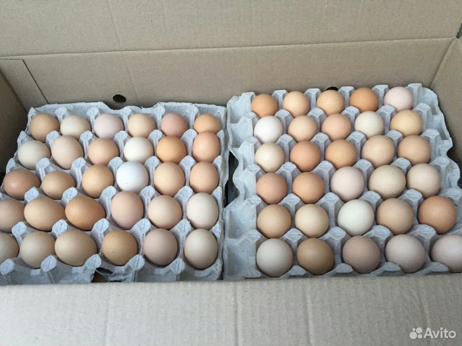 Инкубационное яйцо бройлера купить на Зозу.ру - фотография № 2