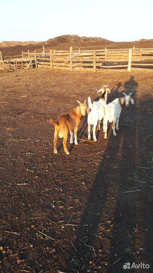 Бурские козы купить на Зозу.ру - фотография № 2