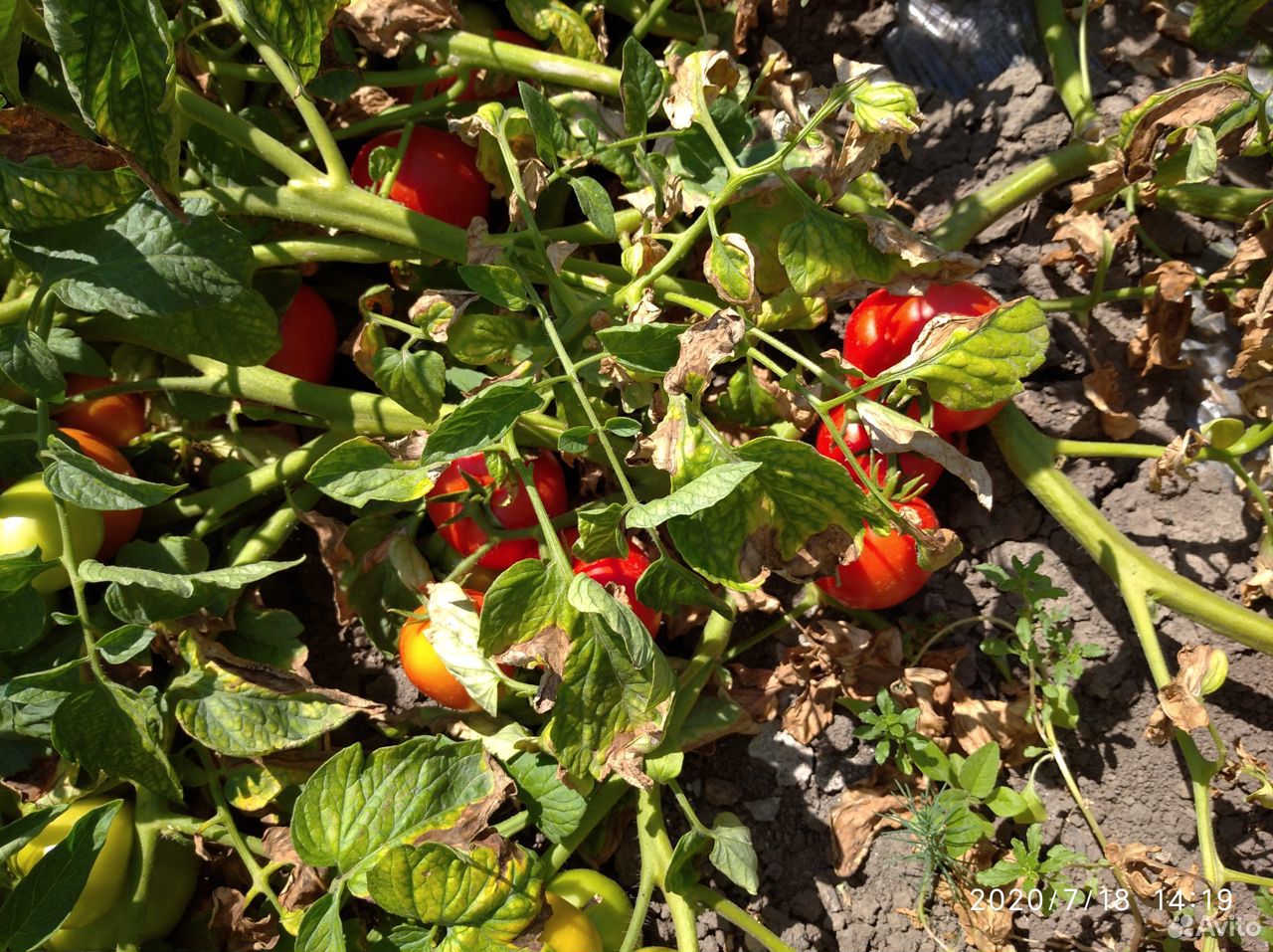 Помидоры (томаты ) оптом с поля купить на Зозу.ру - фотография № 6