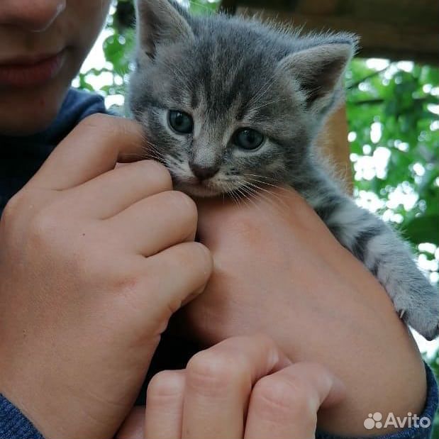 Котята в добрые руки бесплатно купить на Зозу.ру - фотография № 3