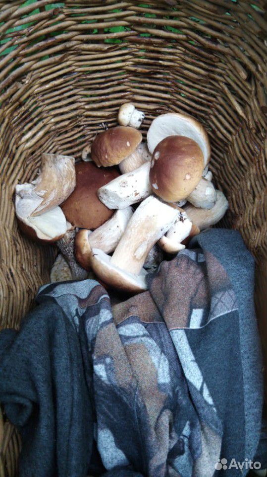 Свежие грибы купить на Зозу.ру - фотография № 1