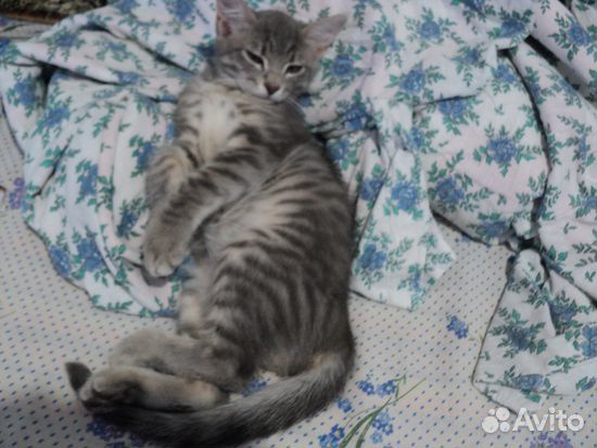 Дымчатый котенок Артемка в дар купить на Зозу.ру - фотография № 5