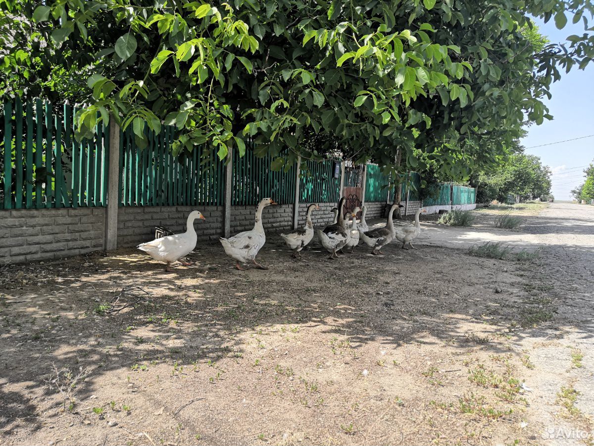 Взрослая семья гусей купить на Зозу.ру - фотография № 4
