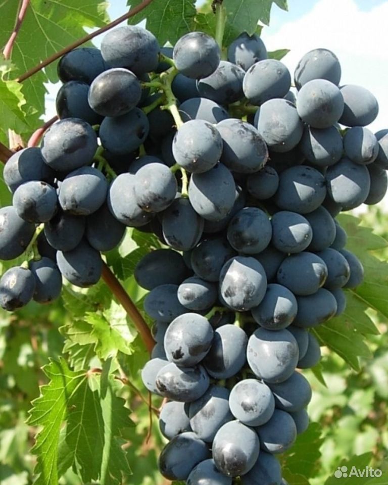 Продаю виноград купить на Зозу.ру - фотография № 4