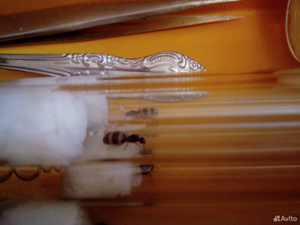 Муравьи вида Camponotus herculeanus, Lasius niger купить на Зозу.ру - фотография № 2