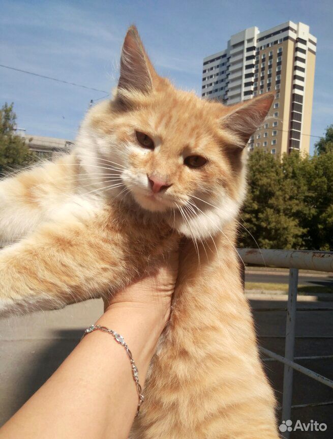 Рыжий котик купить на Зозу.ру - фотография № 1